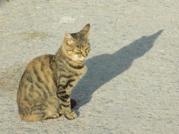 Gato Del Gato Gato Del Gato Latín Felis Silvestris Catus —  Fotos de Stock