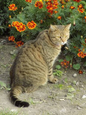 Kedi kedisi (Latince Felis Silvestris catus), kedigiller (Felis) familyasından bir kedi türü.)                    
