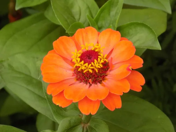 Zinnia Latin Znnia Majors Majors Een Geslacht Van Eenjarige Meerjarige — Stockfoto