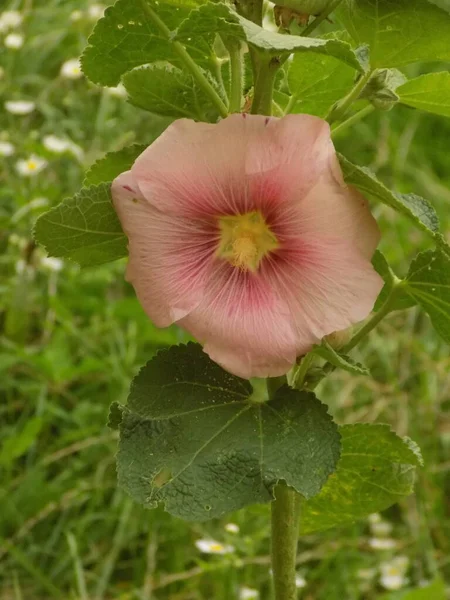 Malva Vagy Mallow Latin Mlva — Stock Fotó