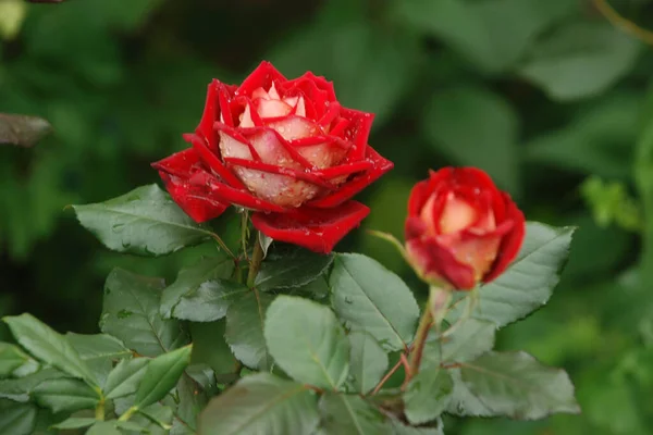 Rosa Rosa Canina Rosa — Foto Stock