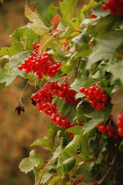 Cogumelos Comuns Groselha Vermelha Latim Viburnum Opulus — Fotografia de Stock