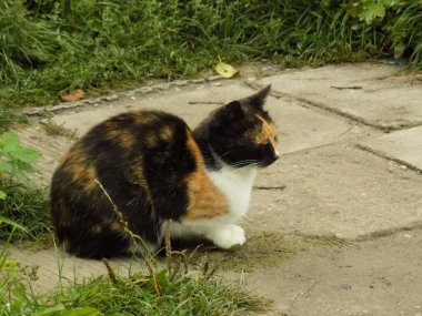 Kedi kedisi (Latince Felis Silvestris catus), kedigiller (Felis) familyasından bir kedi türü.)          