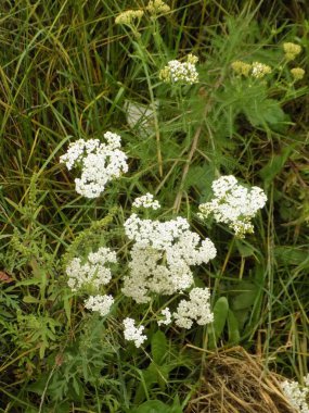 Yarrow (Achillea millefolium L.), korkuluk yaygın olarak kullanılır.      