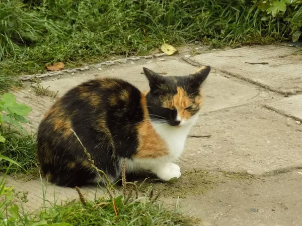 Gatto Del Gatto Gatto Del Gatto Latino Felis Silvestris Catus — Foto Stock