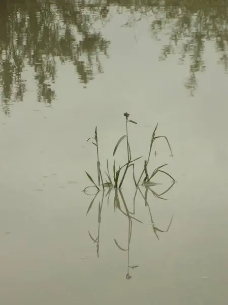 Herbe Dans Une Flaque — Photo