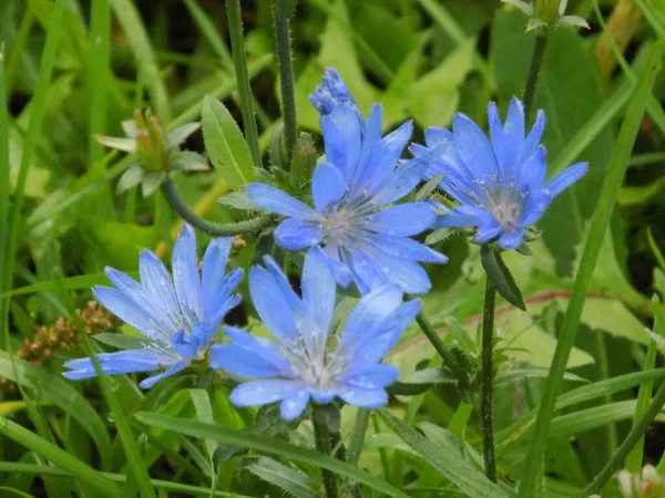 Cornflower Azul Azul Azul — Fotografia de Stock