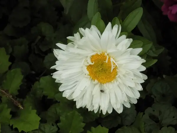 Chrysanthemum Chrysanthemum Род Цветущих Растений Семейства Aster — стоковое фото