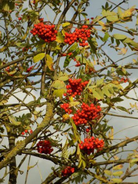  Rowan (Sorbus aucuparia), Rowan cinsinin bir türüdür..                             