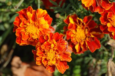 Kadife çiçeği, kadife, dolgun.