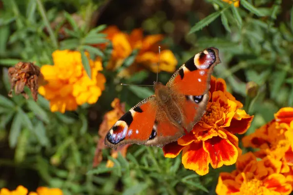 Slunečnicové Páví Oko Slunečnicový Páv Inachis Loutky Tagetes Samet Baculatý — Stock fotografie