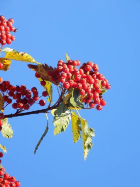 Yaygın mantar, kırmızı frenk üzümü (Latin Viburnum opulus)       