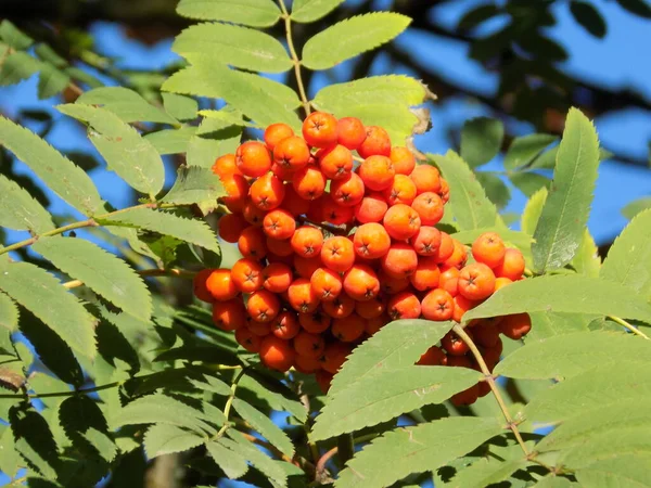 Rowan Sorbus Aucuparia Rowan Cinsinin Bir Türüdür — Stok fotoğraf