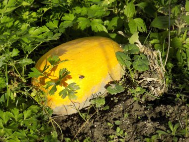 Balkabağı ya da lahana (Latin Cucurbita)