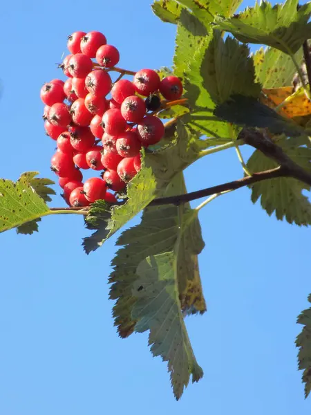 Κοινά Μανιτάρια Κόκκινο Φραγκοστάφυλο Latin Viburnum Opulus — Φωτογραφία Αρχείου