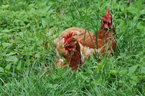 Hühner — Stockfoto