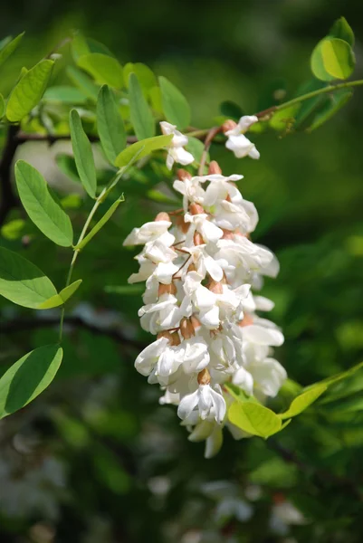 Acacia — Stock Photo, Image