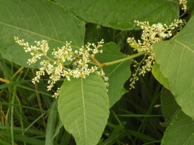 Uzak Doğu Japon karabuğday (Reynoutria japonica)            