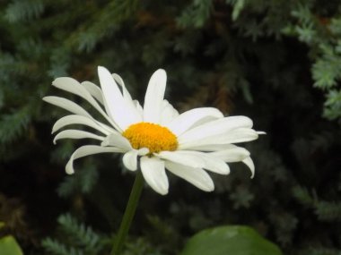 Papatya çayı ya da papatya çayı her yıl yüksek dallı bir bitki cinsidir.            