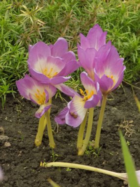 Saffron (Crocus), Crocus familyasından bir bitki cinsidir..          