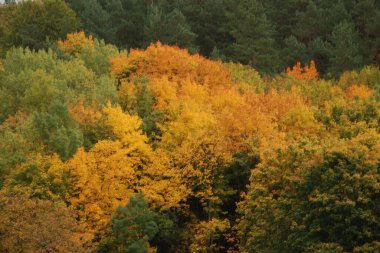 Eski karışık sonbahar ormanı. Eski karışık sonbahar ormanı..  