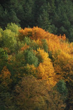 Eski karışık sonbahar ormanı. Eski karışık sonbahar ormanı..  