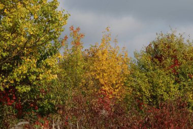 Eski karışık sonbahar ormanı. Eski karışık sonbahar ormanı..  