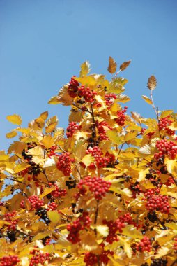 Kalina (Viburnum), Tansy familyasından bir bitki cinsidir. 