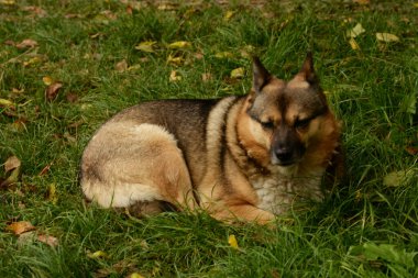  Köpek ya da evcil köpek (Canis lupus familiaris)) 