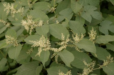 Uzak Doğu Japon karabuğday (Reynoutria japonica)  