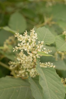 Uzak Doğu Japon karabuğday (Reynoutria japonica)  