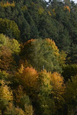 Eski karışık sonbahar ormanı. Birch (Btula), huş ağacından (Betulaceae) yaprak döken bir ağaç cinsidir.)
