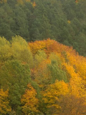 Eski karışık sonbahar ormanı. Eski karışık sonbahar ormanı..          
