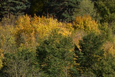 Eski karışık sonbahar ormanı.