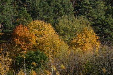 Eski karışık sonbahar ormanı.