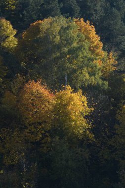 Eski karışık sonbahar ormanı.