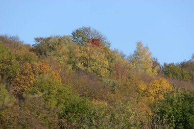 Eski karışık sonbahar ormanı. Eski karışık sonbahar ormanı..  