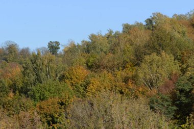 Eski karışık sonbahar ormanı. Eski karışık sonbahar ormanı..  