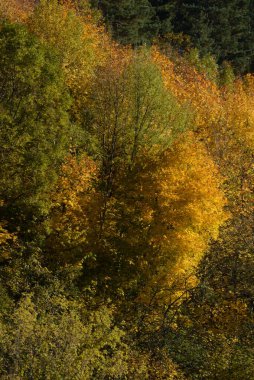 Eski karışık sonbahar ormanı. Eski karışık sonbahar ormanı..  