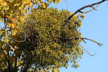 Genel veya beyaz ökseotu (Viscum albümü L.)
