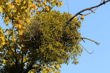 Genel veya beyaz ökseotu (Viscum albümü L.)
