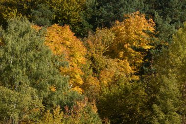 Eski karışık sonbahar ormanı. Eski karışık sonbahar ormanı..  