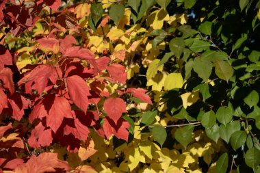 Eski karışık sonbahar ormanı. Eski karışık sonbahar ormanı..  