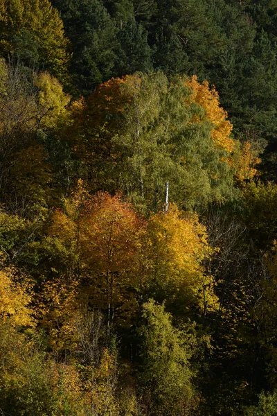 Eski karışık sonbahar ormanı. Eski karışık sonbahar ormanı..  