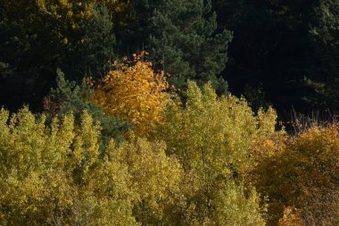 Eski karışık sonbahar ormanı. 