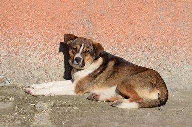 Köpek ya da evcil köpek (Canis lupus familiaris)) 