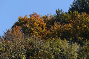 Eski karışık sonbahar ormanı. 