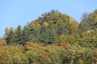 Eski karışık sonbahar ormanı. 
