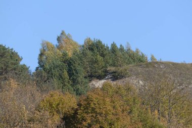 Eski karışık sonbahar ormanı. 