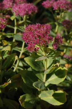 Yaygın taşrop (Hylotelephium telephium syn. Sedum telephium)  